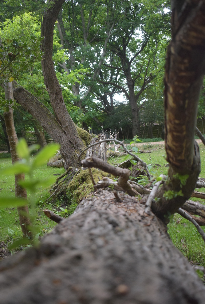 A close-up view of a fallen tree trunk in a forest, with surrounding greenery and other tree branches in the background.