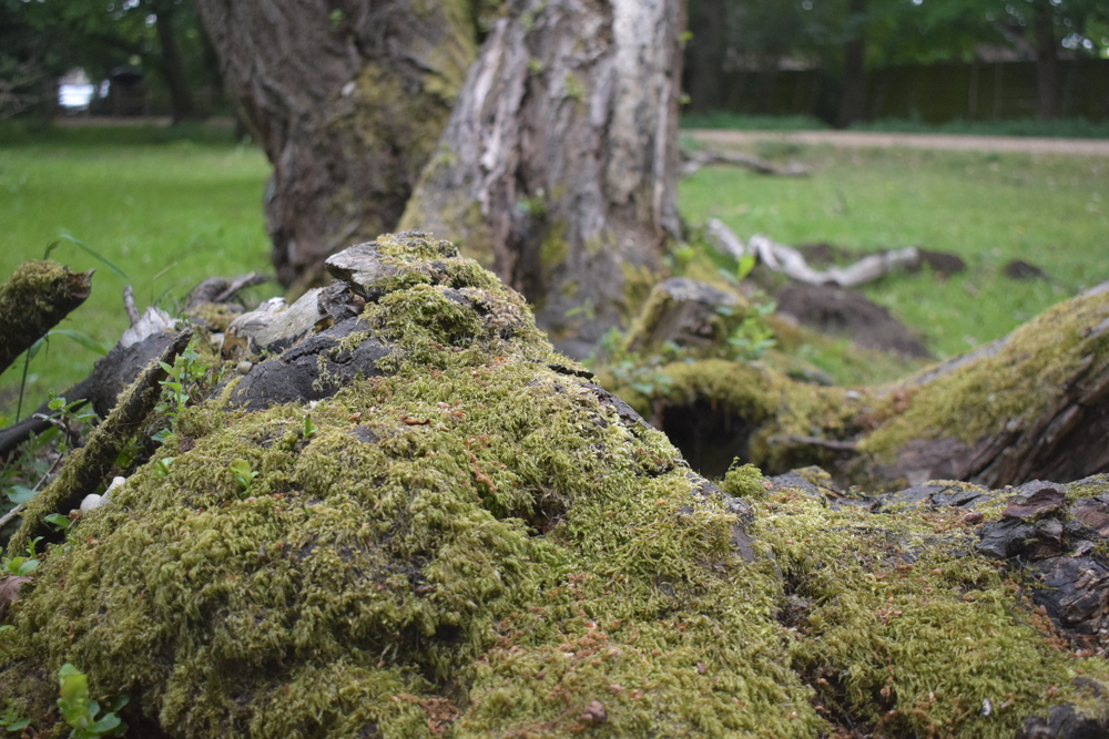 A close-up view of moss-covered rocks and tree bark in a green grassy area.