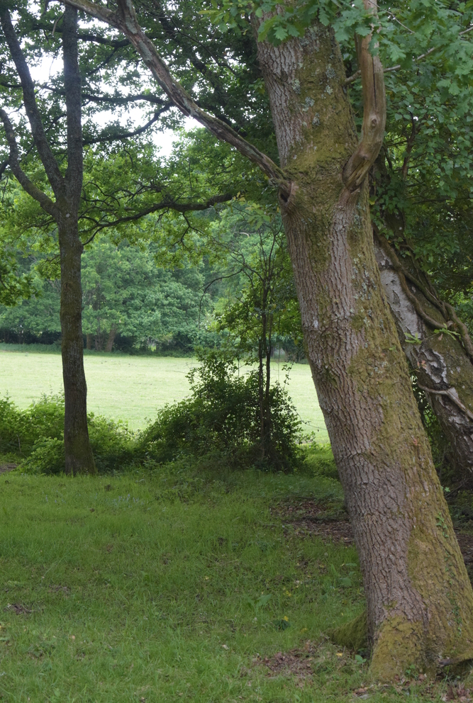 A lush landscape featuring trees and a grassy area, with a focus on a large tree trunk on the right and greenery in the background.