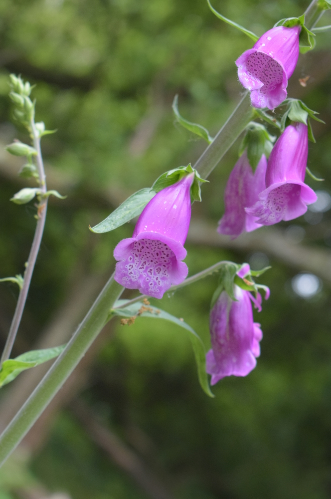Close-up of purple foxglove flowers with green foliage in the background.