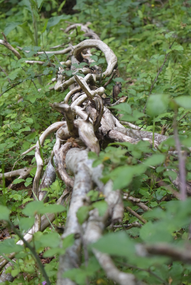 A twisted and gnarled piece of wood lying on the forest floor, surrounded by green foliage.