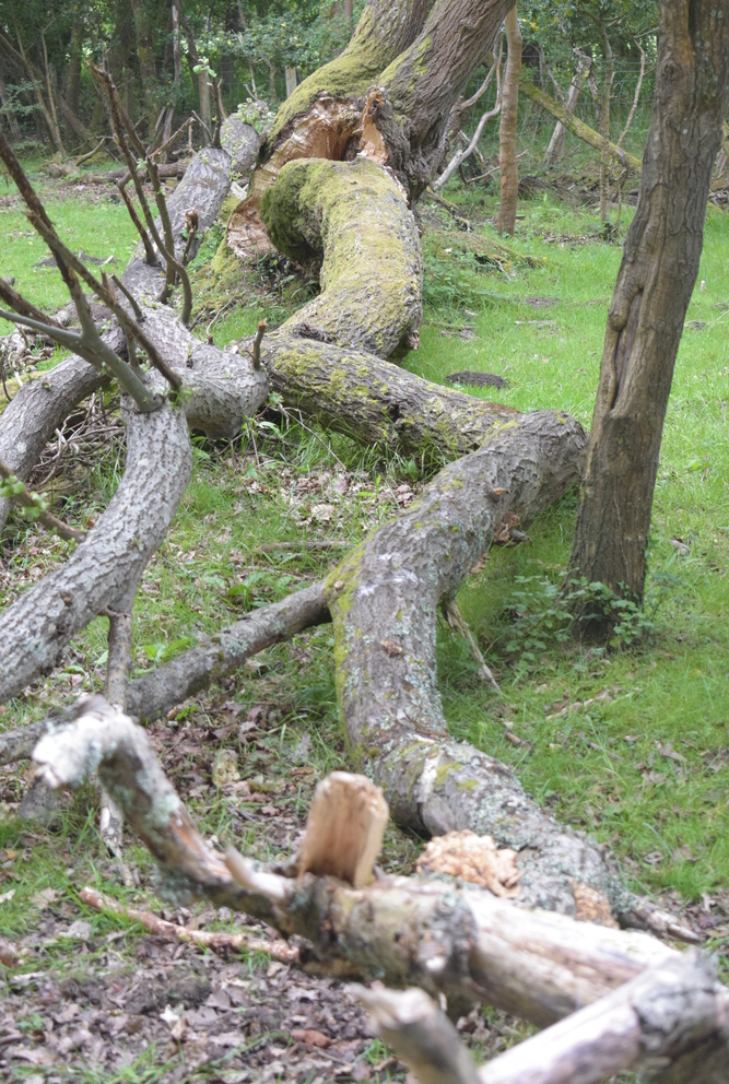 A fallen tree trunk with moss and broken branches lying on green grass in a forest setting.