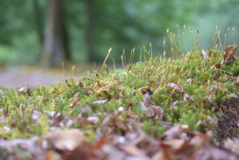 Close-up view of lush green moss with small brown leaves scattered on the ground, set in a forest background.