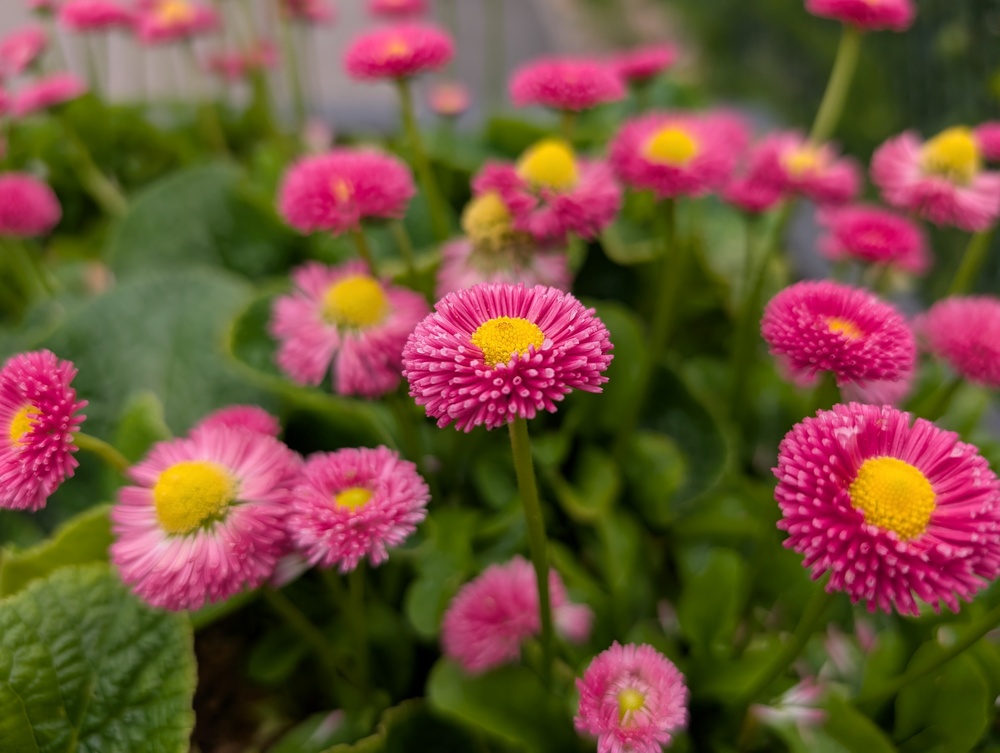 Close-up of pink daisies with yellow centers, surrounded by green leaves.